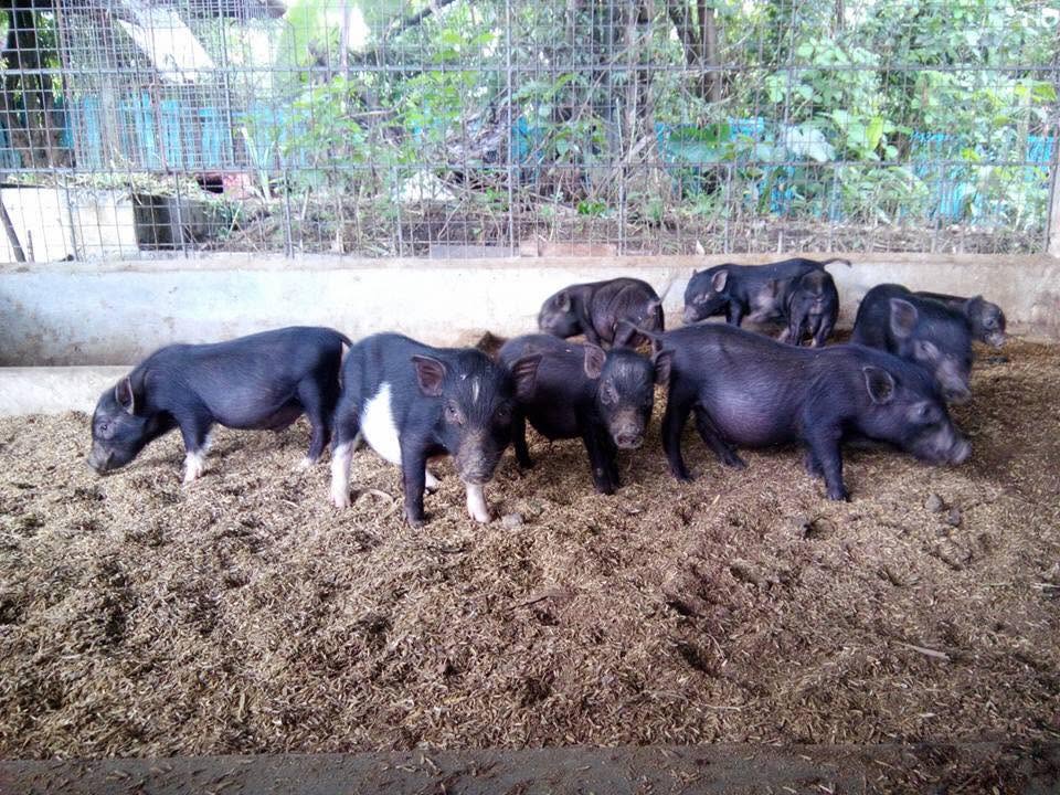 Baboy Damo