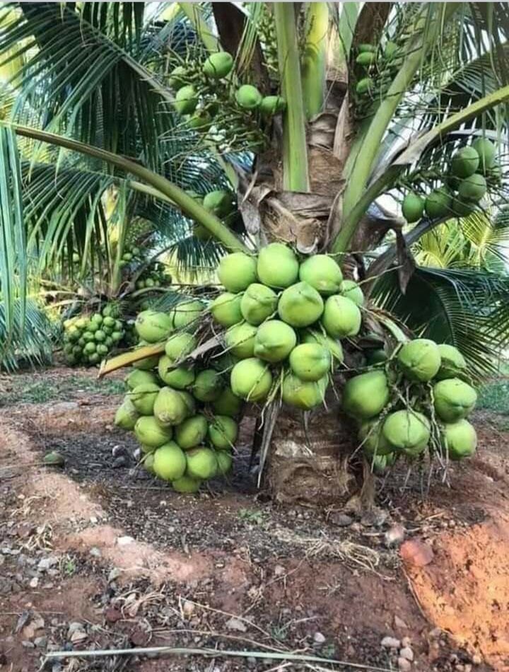 Dwarf Coconut