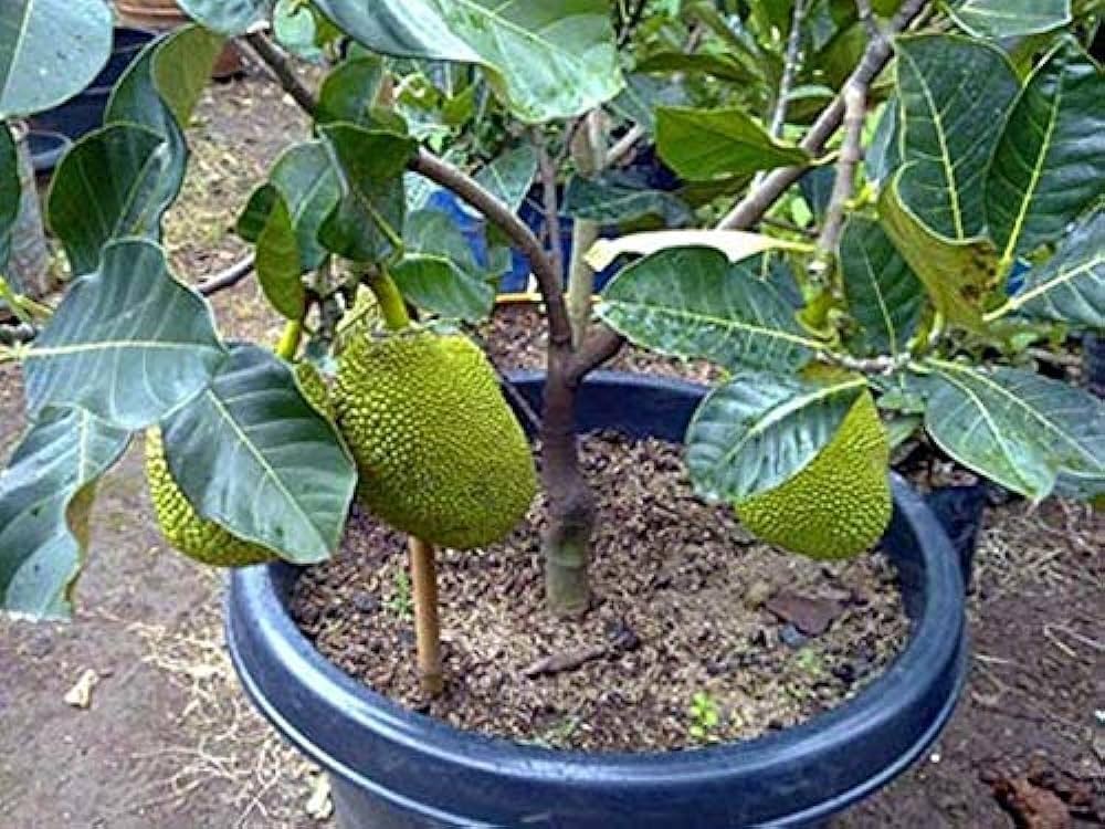EVIARC Sweet Jackfruit